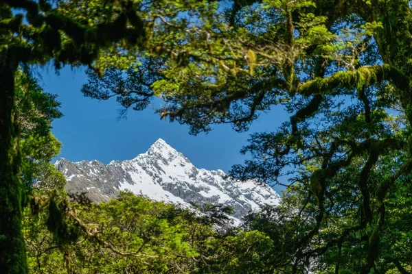 Bild Gröna Trädgrenarna Växer Fridfullt Skogen Höga Snöiga Berg Bakgrunden — Stockfoto