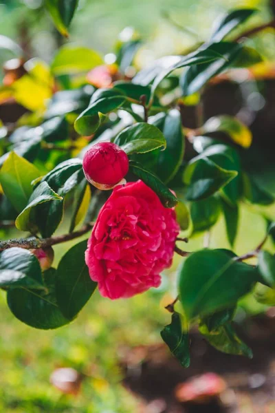 Várias Rosas Que Crescem Ramo Uma Árvore — Fotografia de Stock