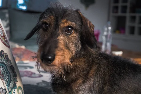 Een Schattige Bruinharige Teckel Pup Liggend Bank Kamer — Stockfoto