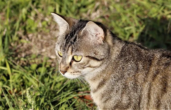昼間の陽射しの下で茶色い縞の猫のクローズアップ — ストック写真