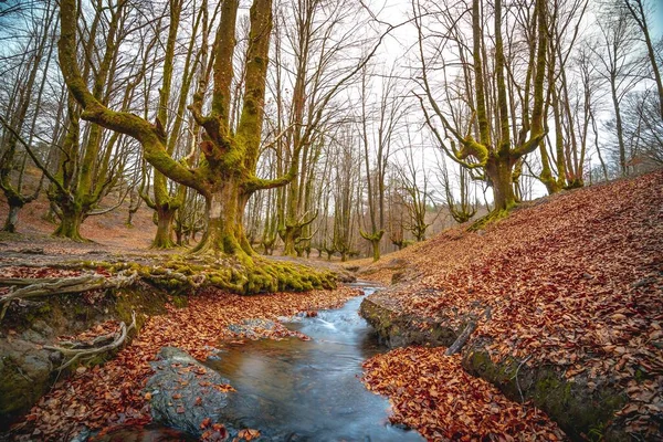 バスク地方の秋の幻想的な森オッツァレタ — ストック写真