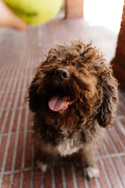 Vertikal Bild Söt Brun Spanska Vatten Hund Spelar Gul Boll — Stockfoto