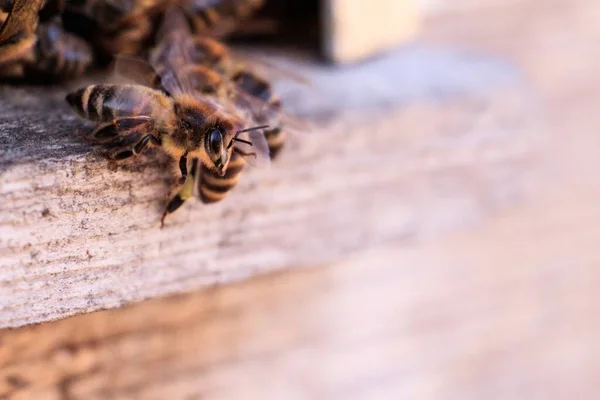 Een Close Van Vele Bijen Een Houten Ondergrond — Stockfoto