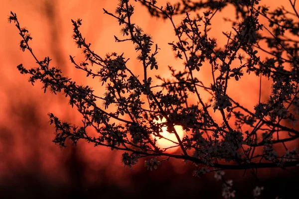 背景がぼんやりとした夜に美しい夕日とアプリコットの花のシルエット — ストック写真