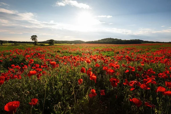 Een Adembenemend Uitzicht Een Groen Veld Bedekt Met Klaprozen — Stockfoto