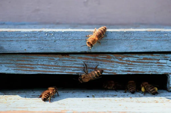 Крупним Планом Знімок Бджіл Дерев Яній Поверхні Вдень — стокове фото
