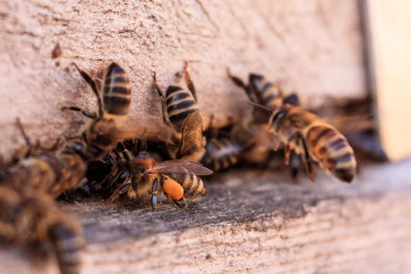 Nahaufnahme Vieler Bienen Auf Einer Hölzernen Fläche — Stockfoto