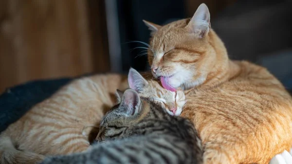 Foyer Doux Chats Compagnie Câlinés Avec Chat Léchant Tête Autre — Photo