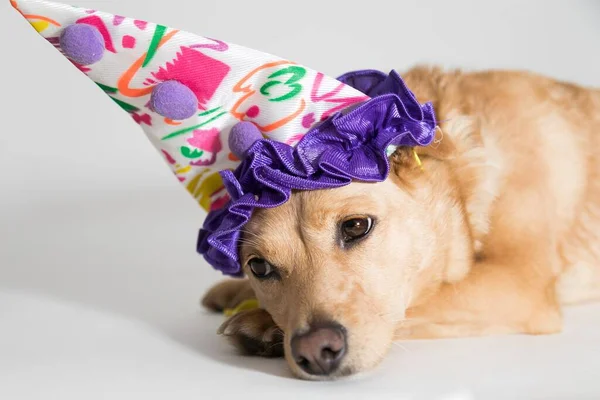 Doğum Günü Şapkası Takan Sevimli Bir Köpeğin Yakın Plan Fotoğrafı — Stok fotoğraf