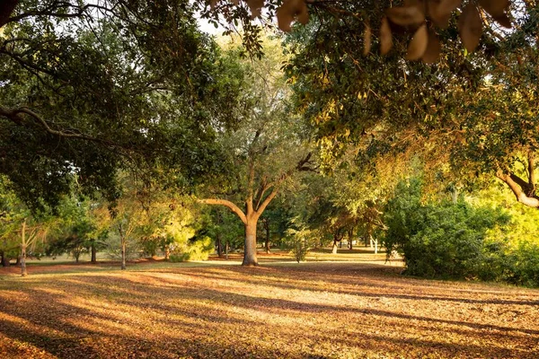 Ett Landskap Park Täckt Träd Och Blad Solljuset Dagen Perfekt — Stockfoto