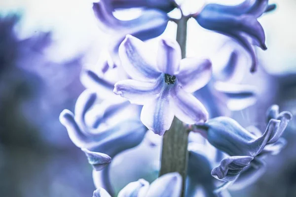 Ett Selektivt Fokus Vackra Blå Hyacint Blomma Med Suddig Bakgrund — Stockfoto