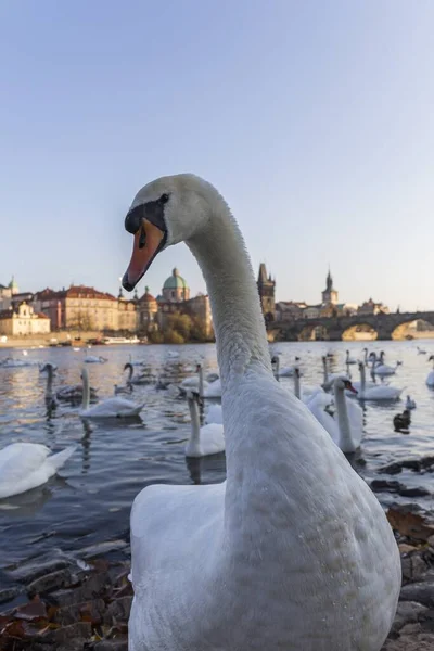 Detailní Záběr Zvědavé Labutě Dívající Kamery Koupající Řece — Stock fotografie