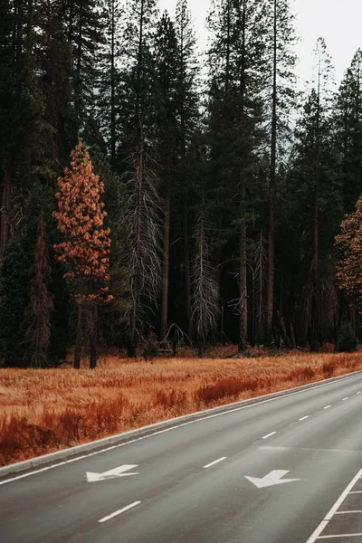 Disparo Vertical Bosque Campo Lado Una Carretera Hormigón — Foto de Stock