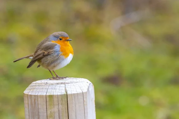 Primo Piano Piccolo Bellissimo Uccello Rapinatore Europeo Nella Foresta Del — Foto Stock