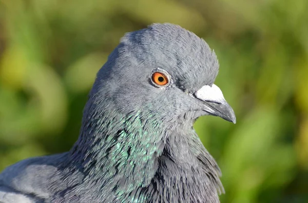 オレンジの目で鳩のロックのクローズアップ選択的フォーカスショット — ストック写真