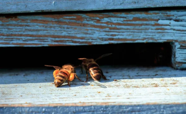 Eine Nahaufnahme Von Bienen Auf Einer Holzoberfläche Tag — Stockfoto