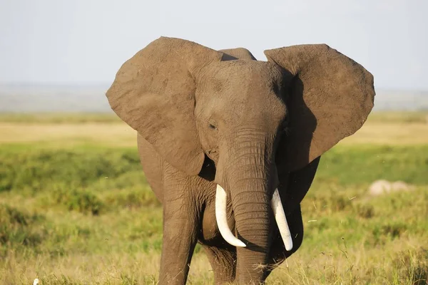 Amboseli Ulusal Parkı Kenya Afrika Bir Fil — Stok fotoğraf