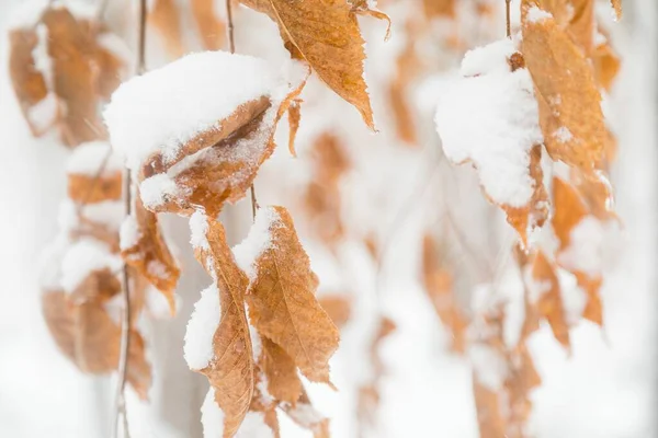 Eine Nahaufnahme Von Braunen Blättern Die Winter Mit Weißem Schnee — Stockfoto