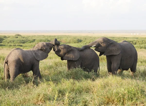 Egy Elefántcsoport Amboseli Nemzeti Parkban Kenyában Afrikában — Stock Fotó