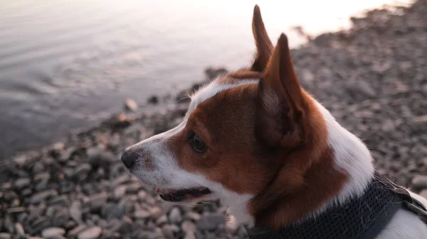 Wysoki Kąt Zbliżenie Pembroke Walish Corgi Brzegu Otoczony Przez Wodę — Zdjęcie stockowe