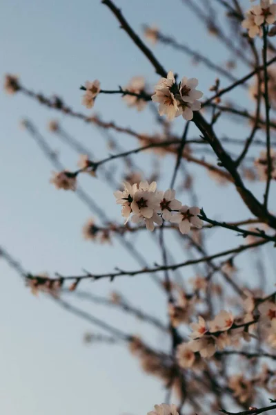 Eine Vertikale Nahaufnahme Einer Schönen Kirschblüte Abend Vor Verschwommenem Hintergrund — Stockfoto