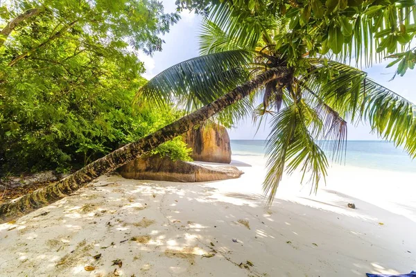 Palma Drzewo Plaży Otoczonej Zielenią Morzem Pod Sunlight Praslin Seszelach — Zdjęcie stockowe