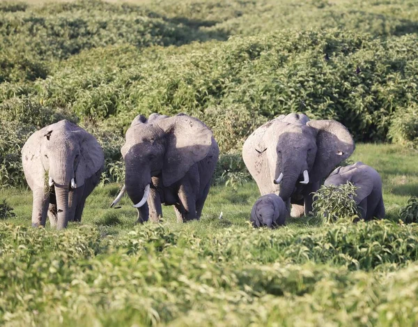 Grupo Elefantes Parque Nacional Amboseli Quênia África — Fotografia de Stock
