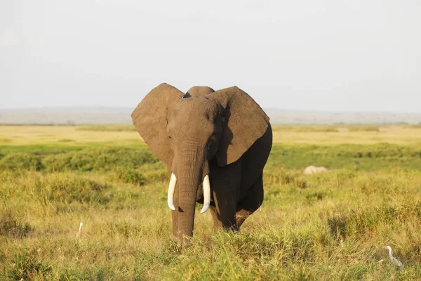 Éléphant Dans Parc National Amboseli Kenya Afrique — Photo