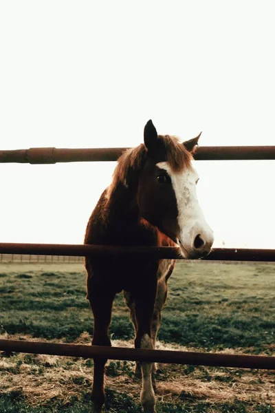 在白天阳光下的田野里 一匹棕色的公马在栅栏后面的垂直特写 — 图库照片