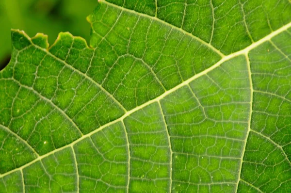 Primer Plano Una Hoja Verde Con Detalles Vena — Foto de Stock