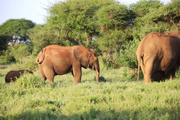 Groupe Éléphants Dans Parc National Tsavo East Kenya Afrique — Photo