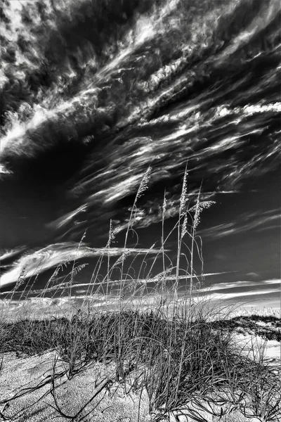 Een Grijswaarden Verticaal Schot Van Grassen Augustine Beach Florida — Stockfoto