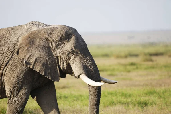 Ein Elefant Amboseli Nationalpark Kenia Afrika — Stockfoto