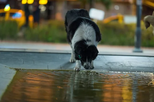 Nahaufnahme Eines Schwarzen Hundes Der Nachts Unter Den Lichtern Wasser — Stockfoto