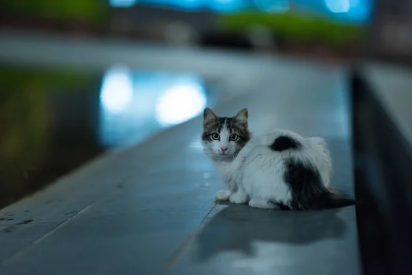 Gato Blanco Negro Sentado Tejado Bajo Las Luces Noche Con —  Fotos de Stock