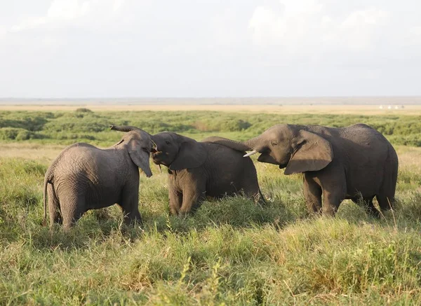 Groupe Éléphants Dans Parc National Amboseli Kenya Afrique — Photo