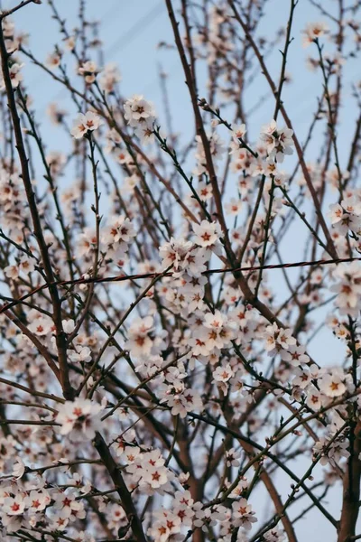 Güneşin Altında Arka Planda Bulanık Güzel Bir Kiraz Çiçeğinin Dikey — Stok fotoğraf