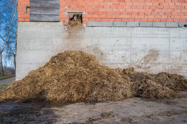 動物はライヒハイムの農場で泥だらけです — ストック写真