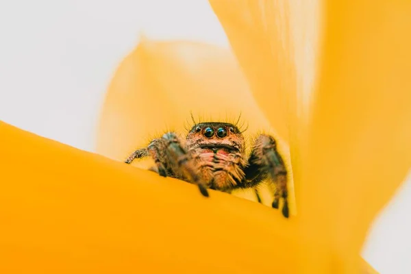 一只王冠蜘蛛在一朵黄色的花瓣上跳跃的特写镜头 — 图库照片