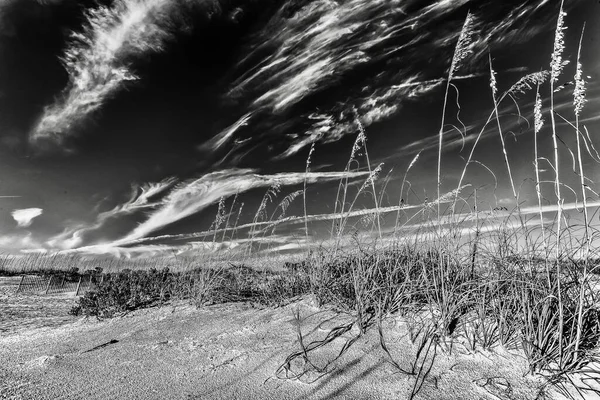 佛罗里达州圣奥古斯丁海滩的一片淡淡的草丛 — 图库照片
