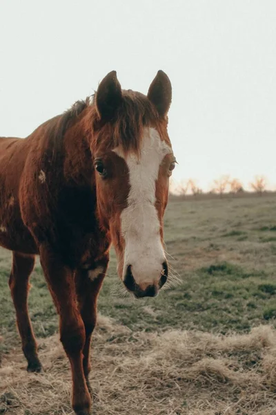 Vertical Closeup Brown Stallion Field Covered Grass Sunlight Daytime — Stock Photo, Image