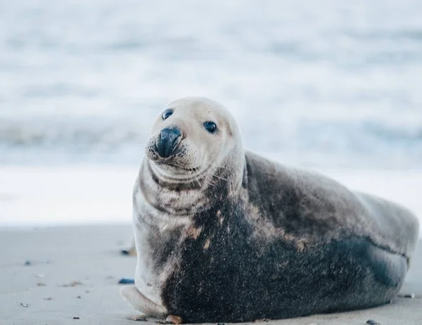 Sigillo Sulla Spiaggia Durante Giorno — Foto Stock