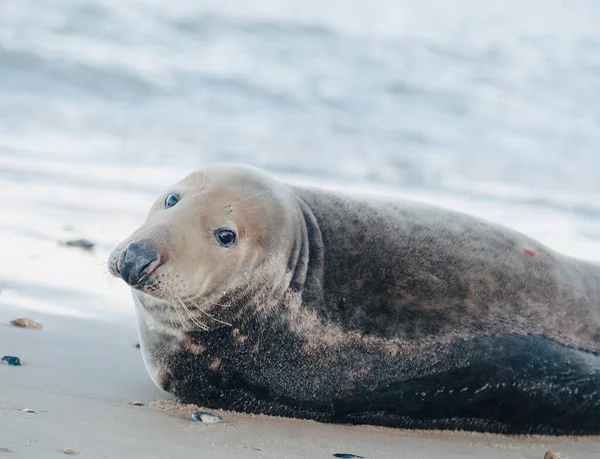 Een Close Shot Van Een Zeehond Liggend Het Zand — Stockfoto