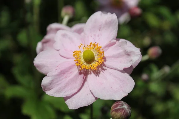 Cosmos Bipinnatus Comumente Chamado Cosmos Jardim Aster Mexicano Burren Irlanda — Fotografia de Stock