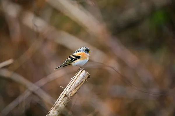 一只可爱的树莓鸟坐在背景模糊的木棍上 这是一张选择性的焦点照片 — 图库照片