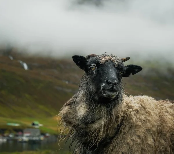 山の中で羊の放牧のショット — ストック写真