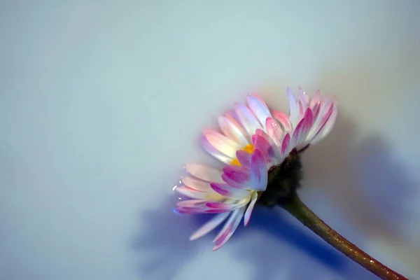 Een Overhead Shot Van Een Purper Witte Bloem — Stockfoto