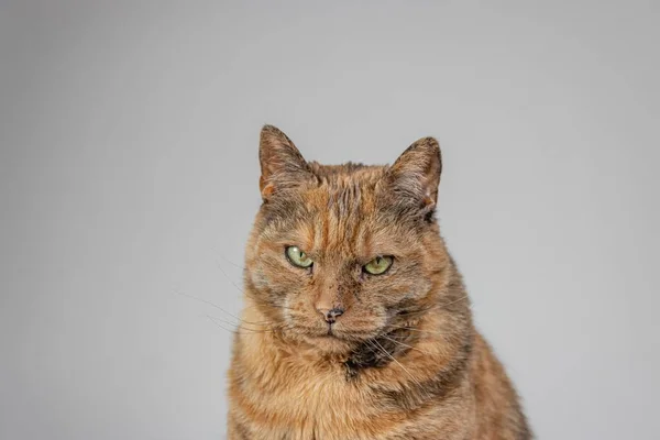 Nahaufnahme Einer Mürrischen Katze Die Die Kamera Blickt — Stockfoto