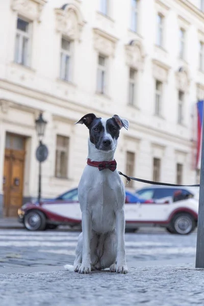 Svart Och Vit Hund Sitter Gatan Med Röd Fluga — Stockfoto