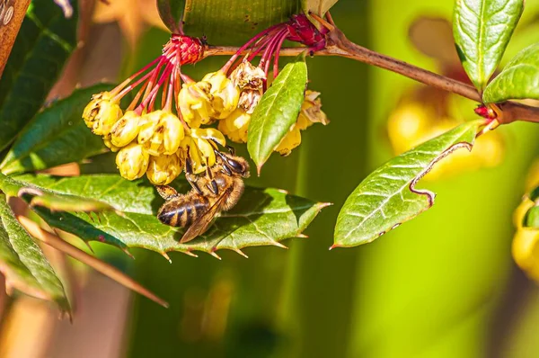 在瑞士春天 一只蜜蜂在模糊的背景下从一朵黄色的花中采蜜的宏观图片 — 图库照片